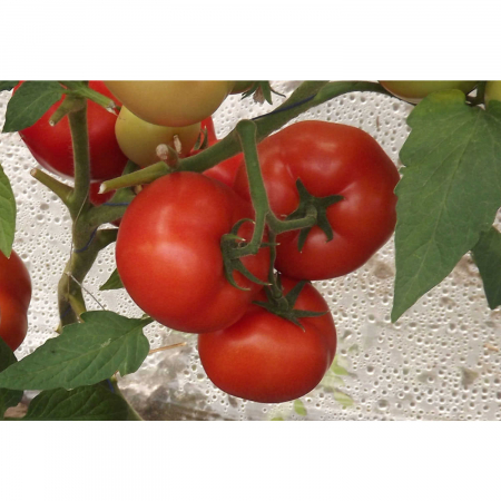 Tomate - Seminte de tomate Qualitet F1 500 seminte