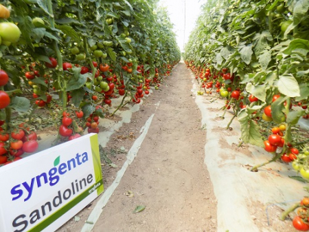 Seminte de tomate Sandoline F1 500 seminte [3]