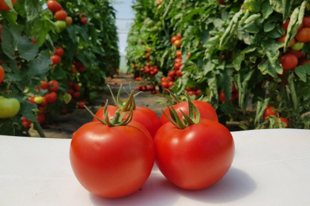 Tomate - Seminte de tomate Sandoline F1 500 seminte