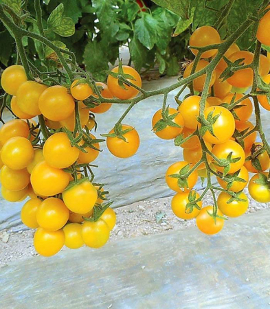 Tomate - Seminte de tomate Yolita F1 500 seminte