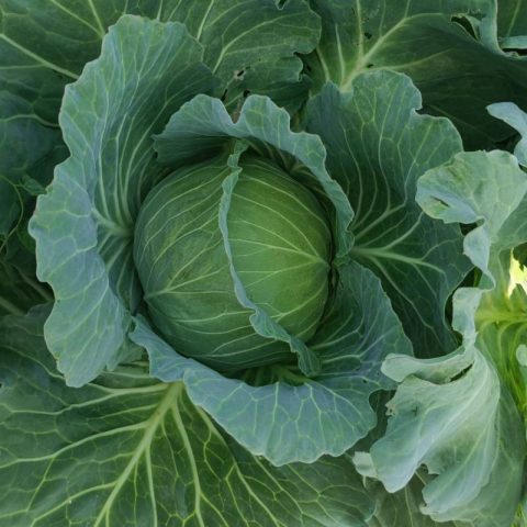 Varza - Seminte de varza Grand K-K Cross F1