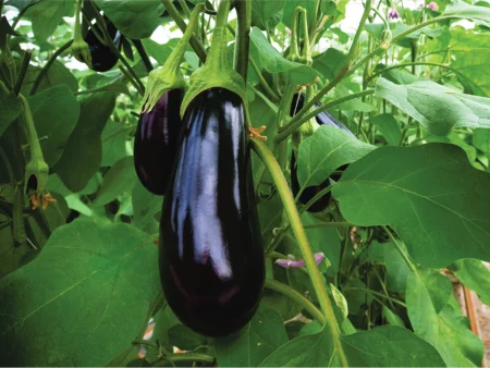 Seminte de vinete BLACK BEAUTY 100g [1]