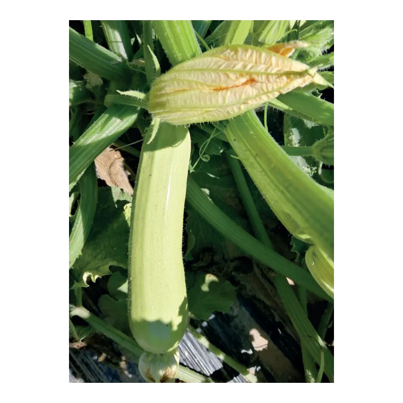 Dovlecel - seminte dovlecel Rika 1000 seminte