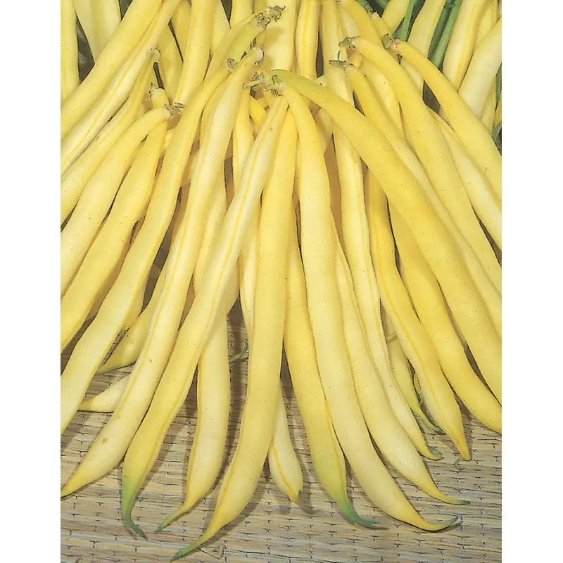 Seminte de legume - SEMINTE FASOLE OLOAGA FIDELUTA BERGGOLD vrac