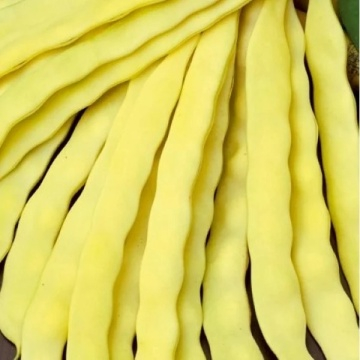 Fasole - Seminte fasole urcatoare Meraviglia-vrac