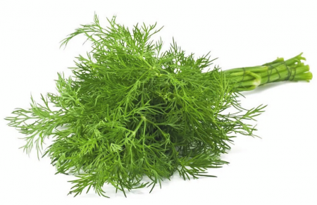 Seminte plante aromatice - Seminte marar Commun