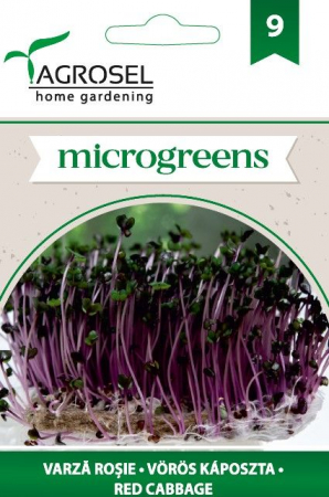 Seminte microgreens - Seminte microgreens varza rosie