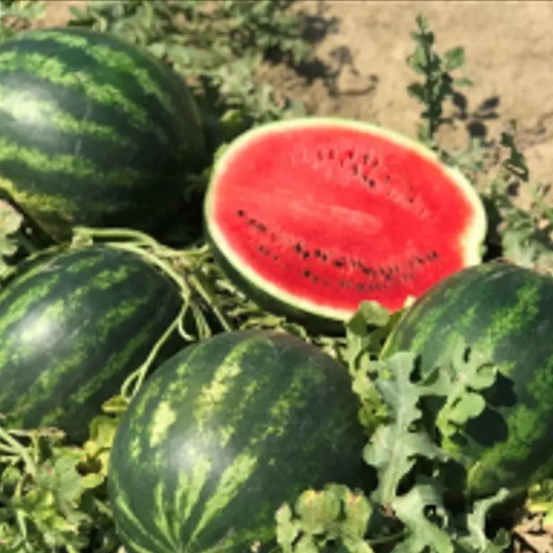 Seminte de legume - Seminte pepene verde Fiesta F1 1000 sem