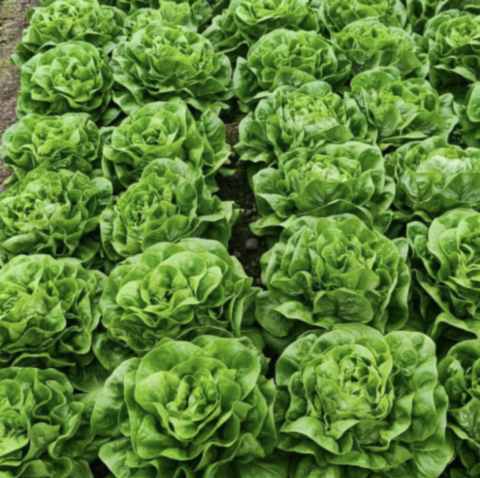 Salata - Seminte salata batavia CRX 40006 F1 5000 seminte drajata -CREATA