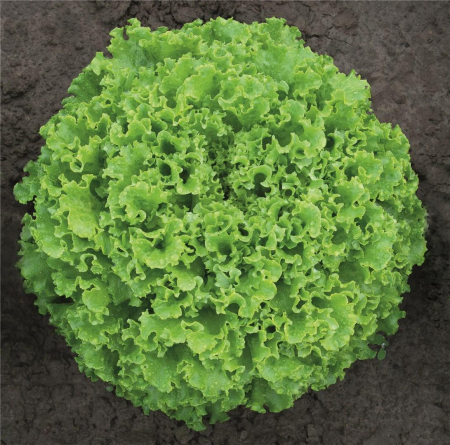 Salata - Seminte salata batavia Sementel 5000 seminte