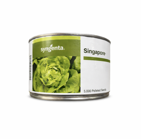 Salata - SEMINTE SALATA CAPATANA SINGAPORE 5000 SEM