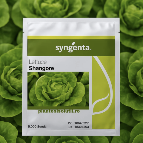 Salata - seminte salata Shangore 5000 seminte