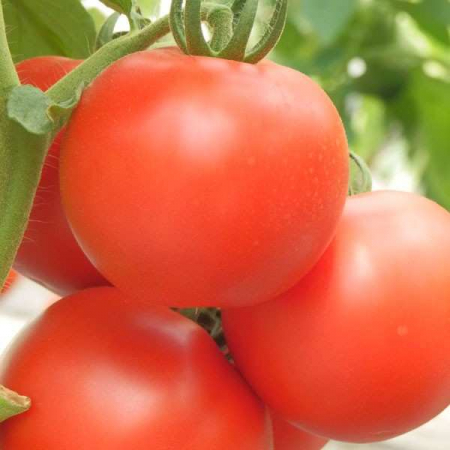 Seminte de tomate Kiveli F1 nedeterminate pentru solar si camp