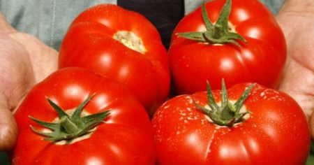 Tomate - Seminte de tomate Mahitos F1 Rijk Zwaan nedeterminate pentru solar si gradina