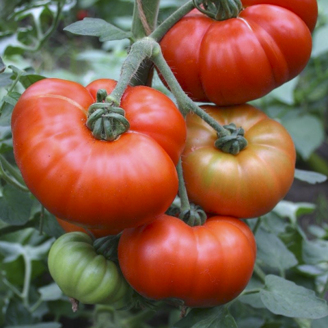 Tomate - Seminte tomate Marmande 10g
