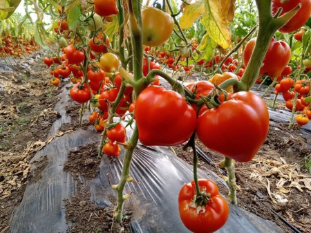 Tomate - Seminte de tomate Prekos F1 Geosem extra timpurii pentru cultura in solarii