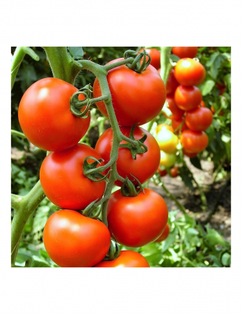 Tomate - Seminte tomate Primadona F1 Hazera nedeterminate pentru solar si camp