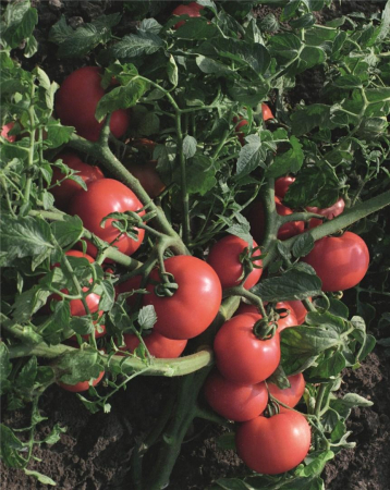 Tomate - Seminte tomate Sultan F1 Bejo - nedeterminate, cultivare in camp deschis