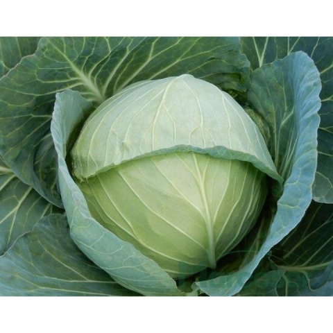 Varza - Seminte varza alba Ranger F1 2500 sem