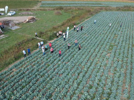Seminte varza Discos F1 [3]