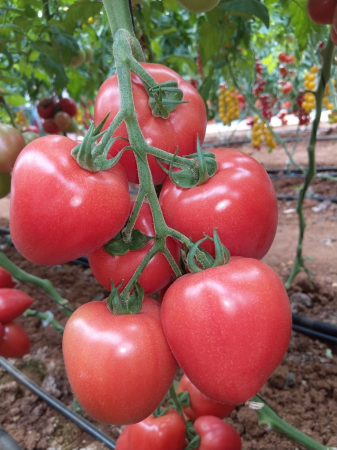 Tomate - Semite tomate Kongo F1 250 seminte