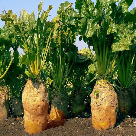 Seminte plante furajere - Sfecla furajera Ursus Poly - Agrosem