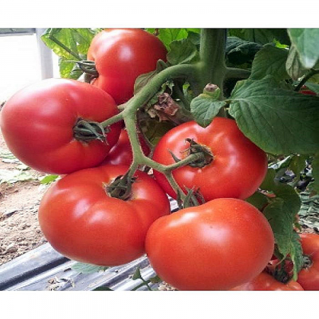 Seminte de tomate Signora 500 seminte
