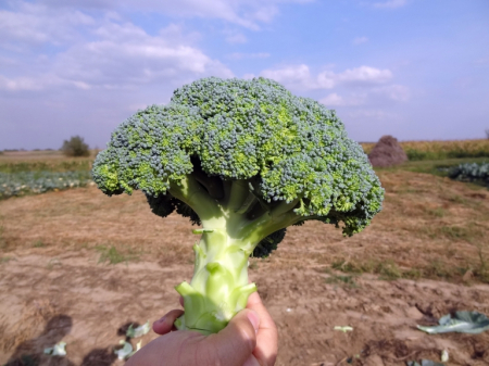Seminte broccoli Stroboli F1 1000 seminte [0]