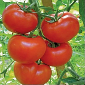 Tomate - Seminte de tomate Gravitet F1 500 seminte