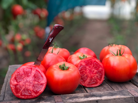 Tomate - Tomate Big Beef F1 Seminis