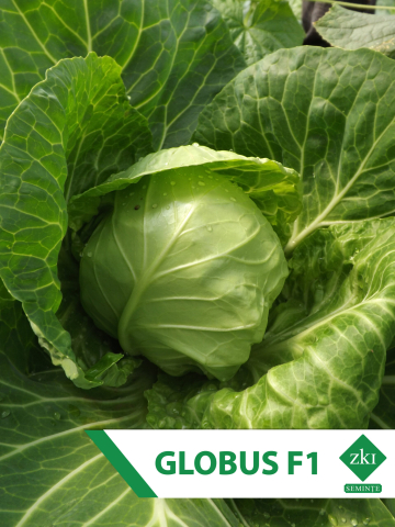 Varza - Varza Globus F1 500 SEM