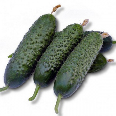 Castraveti - Castraveti cornichon Cassius F1