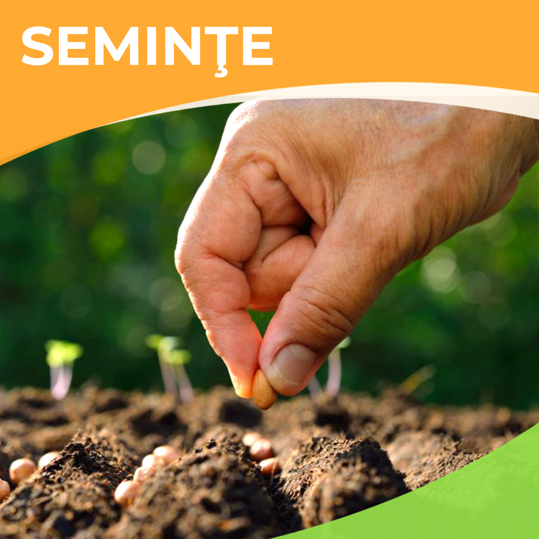 Seminte