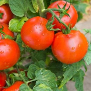 Seminte Hobby - Tomate Campbell 6 gr