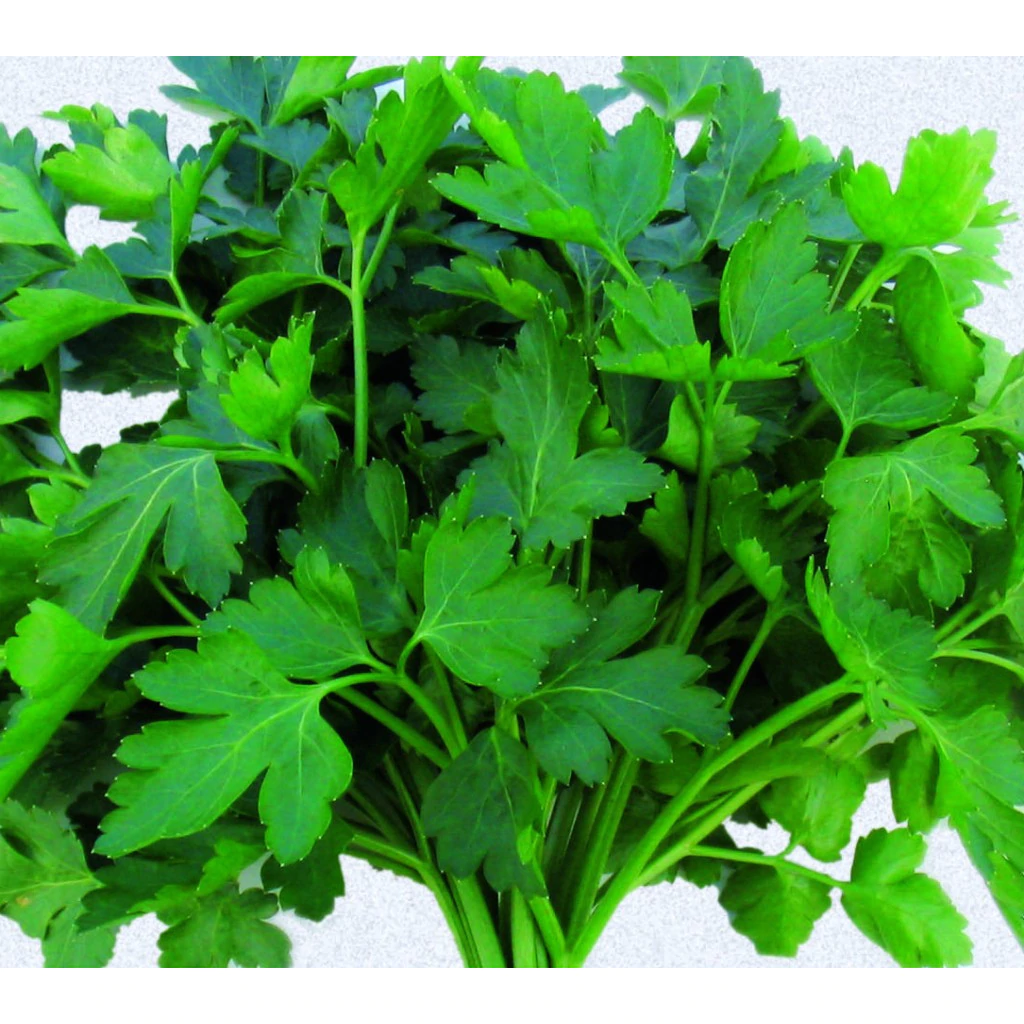 Seminte Hobby - Patrunjel Frunza 10 gr