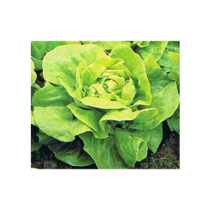 Seminte Hobby - Salata Dariuca 10 gr