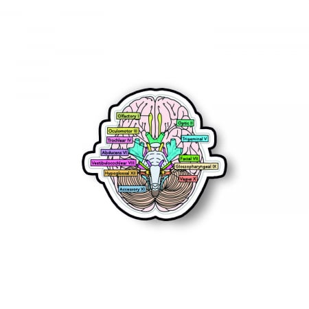 Insigne/Brose - Insigna personalizata cu brosa Cranial nerves