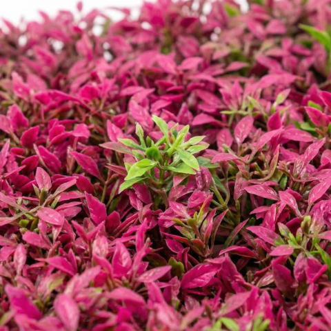 anou-frunze-artificiale-40x60-tapet-roz.jpg [4]