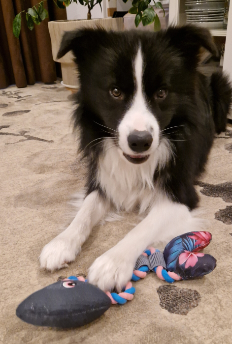 Jucarie pentru caini – forma Peste [4]