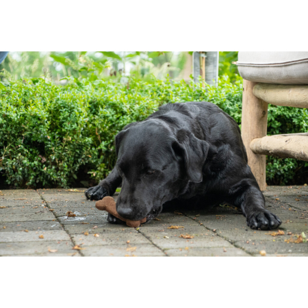 Recompense caini, tip biscuit / snack forma os LARGE pe baza de proteine din insecte [1]