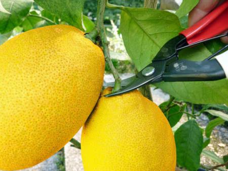 Foarfeca profesionala Okatsune 301 pentru recoltat [2]