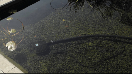 Tratament PondClear [2]