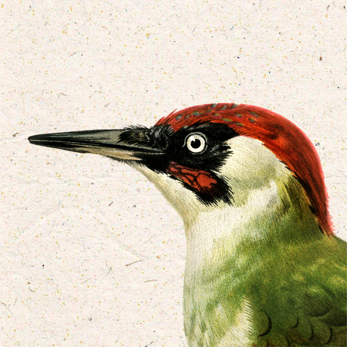 Poster Ciocanitoare verde – Ilustrație vintage fauna României [3]