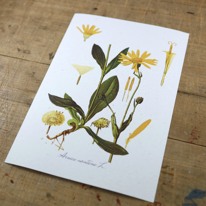 Arnica, desen botanic clasic, planta medicinala, ilustratie vintage [6]