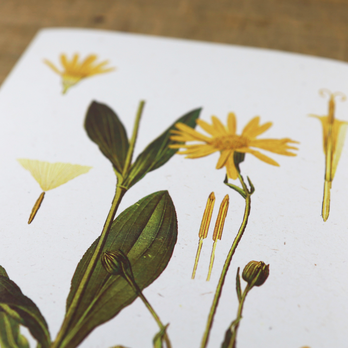 Arnica, desen botanic clasic, planta medicinala, ilustratie vintage [7]