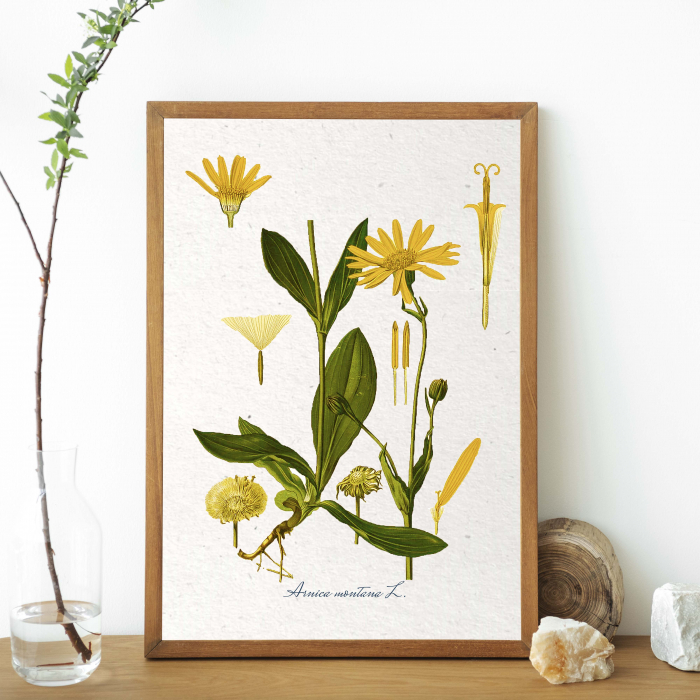 Arnica, desen botanic clasic, planta medicinala, ilustratie vintage [4]