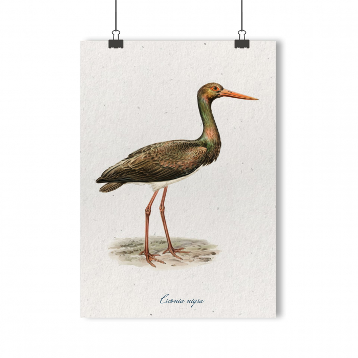 Poster Barza Neagra – Ilustrație vintage fauna României [1]