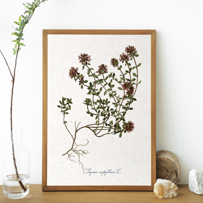 cimbru desen botanic vintage [3]