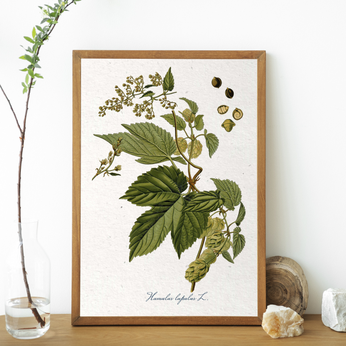 HAMEI desen botanic vintage [5]