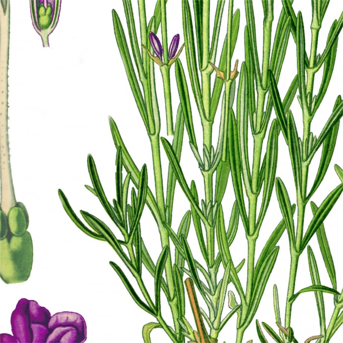 desen botanic vintage lavanda [3]